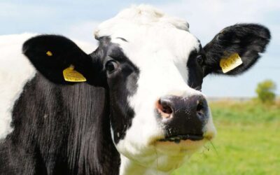 Seh’ ich aus wie deine Mutter oder warum trinkst du meine Milch?